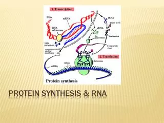 Protein Synthesis &amp; RNA