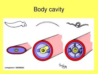 Body cavity
