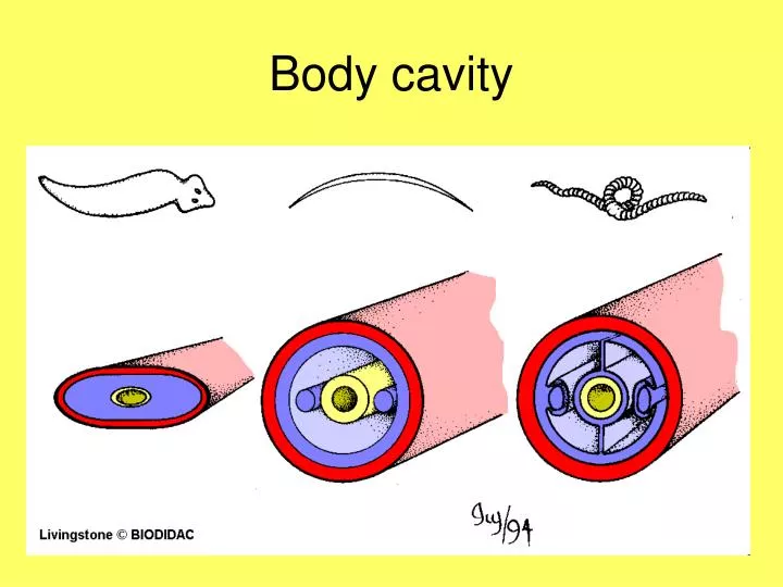 body cavity