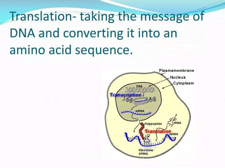 translation taking the message of dna and converting it into an amino acid sequence