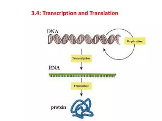 3.4: Transcription and Translation