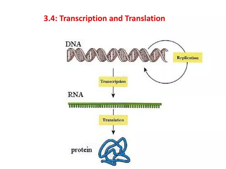 3 4 transcription and translation