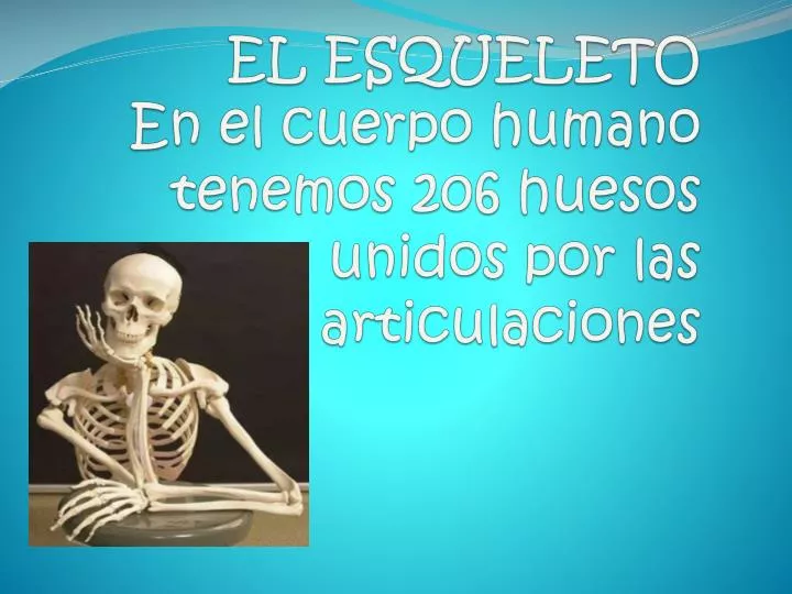 el esqueleto en el cuerpo humano tenemos 206 huesos unidos por las articulaciones