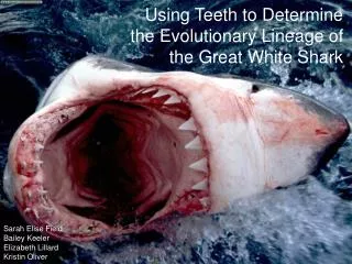 Using Teeth to Determine the Evolutionary Lineage of the Great White Shark