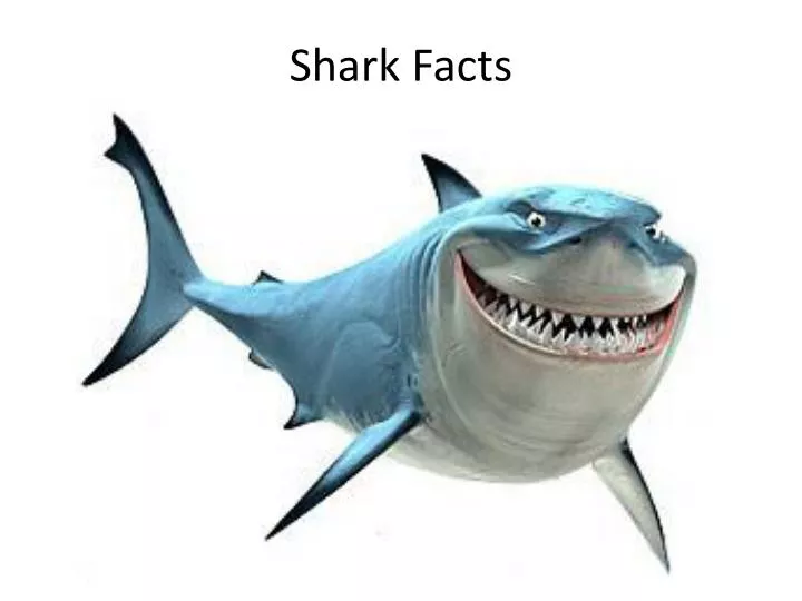 shark facts