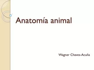 anatom a animal