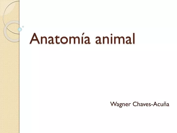 anatom a animal