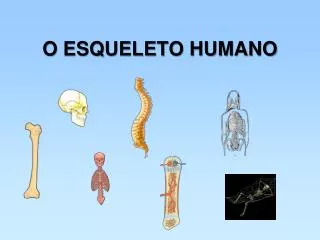 o esqueleto humano