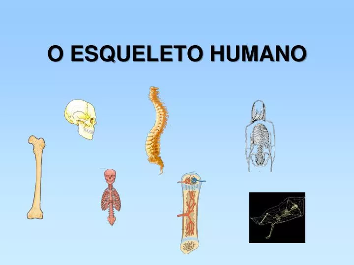 o esqueleto humano