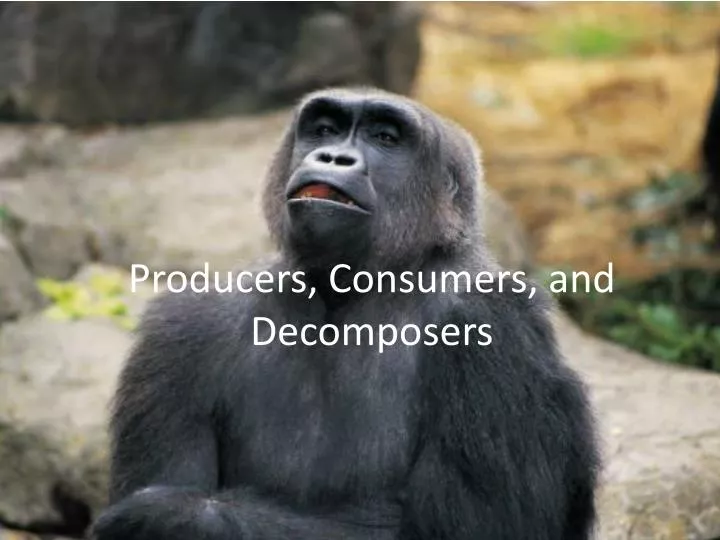 producers consumers and decomposers