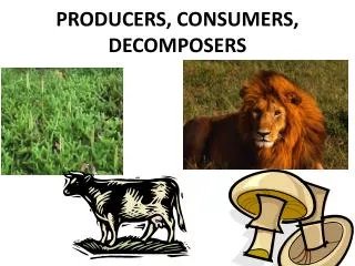 PRODUCERS, CONSUMERS, DECOMPOSERS
