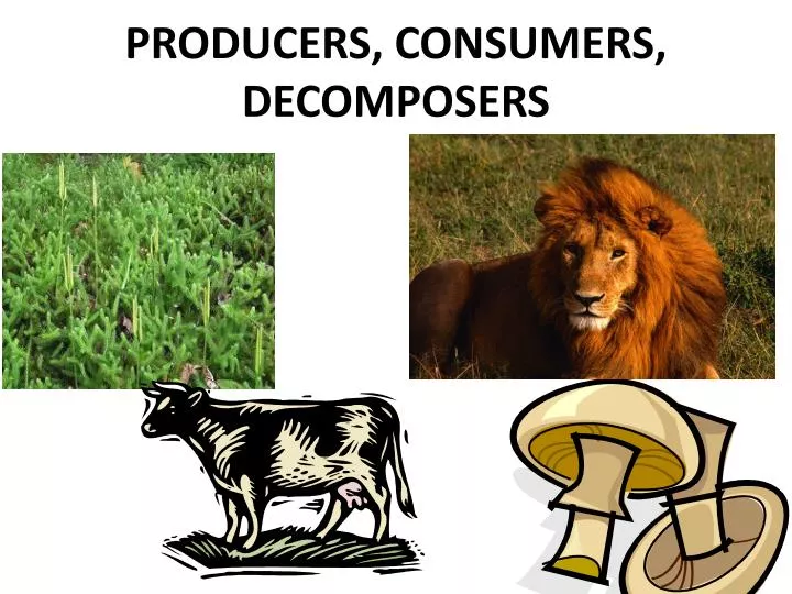 producers consumers decomposers