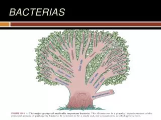 bacterias
