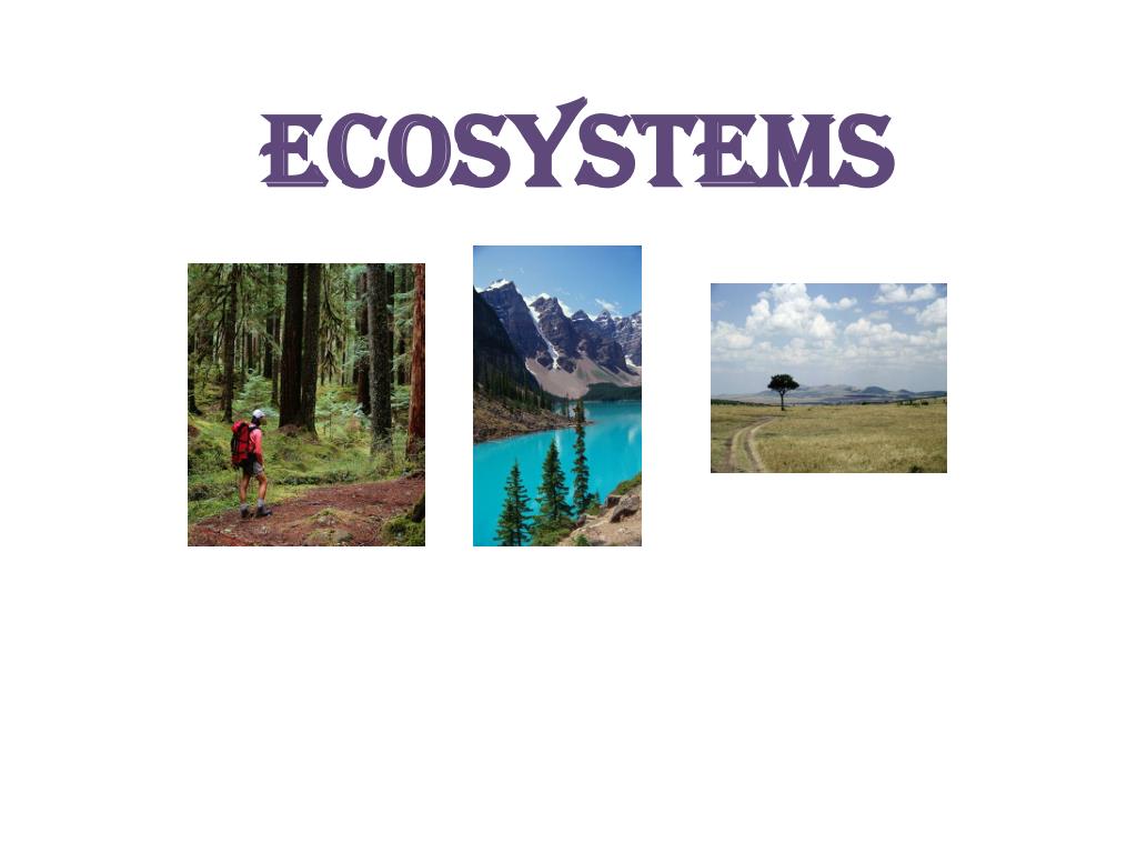 PPT - Ecosystems PowerPoint Presentation, free download - ID:2266928