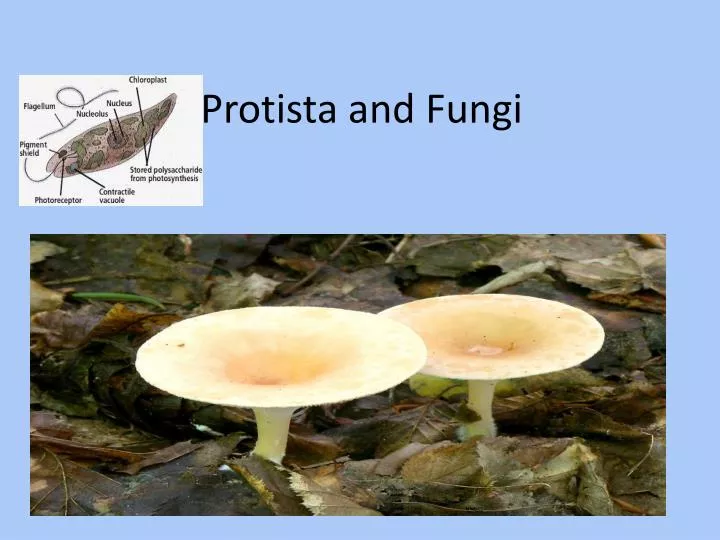 protista and fungi