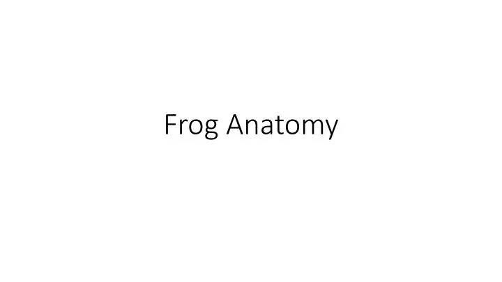 frog anatomy