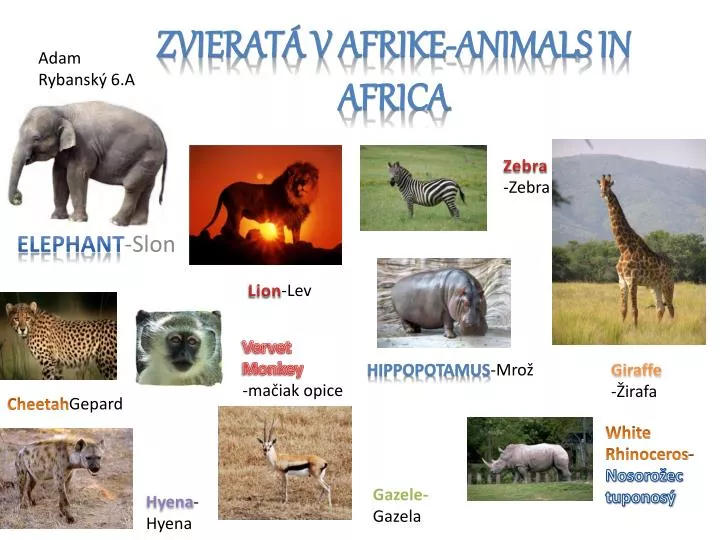 zvierat v afrike animals in africa