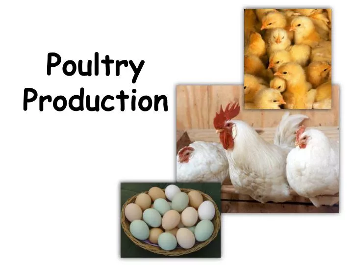 poultry production