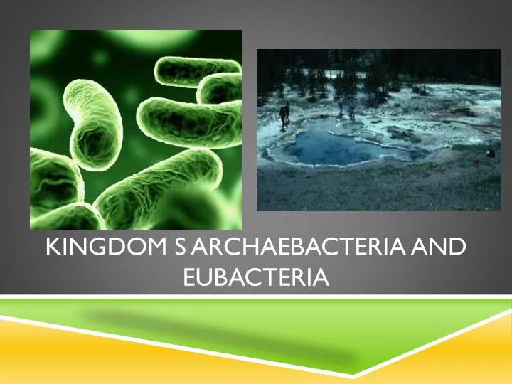 kingdom s archaebacteria and eubacteria