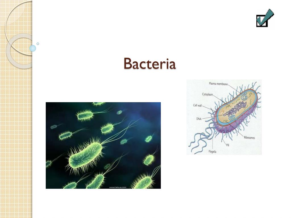 PPT - Bacteria PowerPoint Presentation, free download - ID:2267275