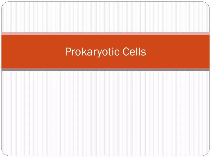 prokaryotic cells