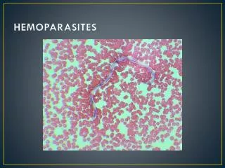 HEMOPARASITES