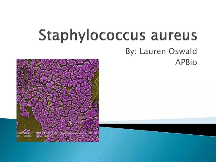 staphylococcus a ureus