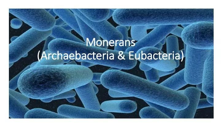 monerans archaebacteria eubacteria