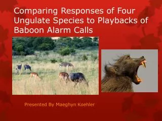 Comparing Responses of Four Ungulate Species to Playbacks of Baboon Alarm Calls