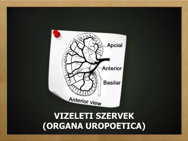 vizeleti szervek organa uropoetica