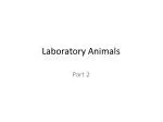 Laboratory Animals - slide 1