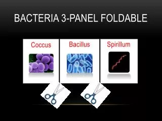 Bacteria 3-Panel Foldable