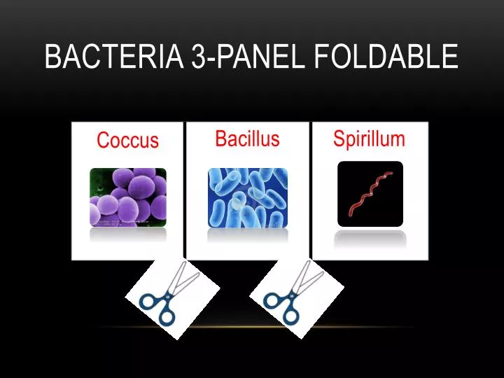 bacteria 3 panel foldable