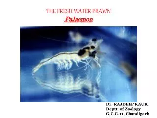 THE FRESH WATER PRAWN Palaemon