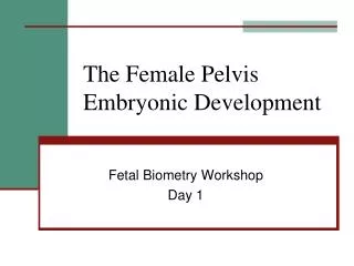 The Female Pelvis Embryonic Development