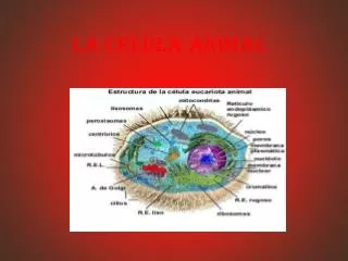 la celula animal
