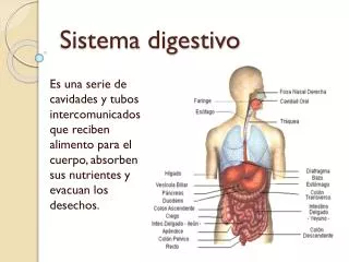 sistema digestivo