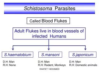 Schistosoma Parasites