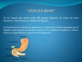 vesicula biliar