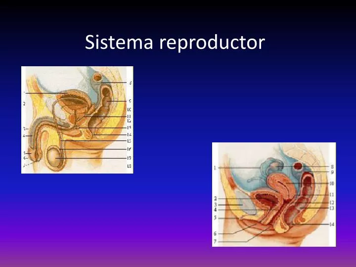 sistema reproductor