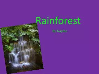 Rainforest By Kaylee