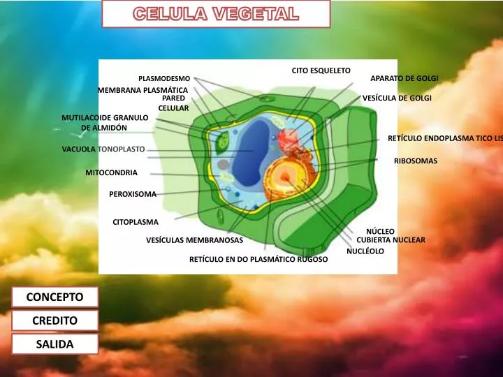 celula vegetal