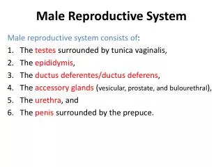 Male Reproductive System