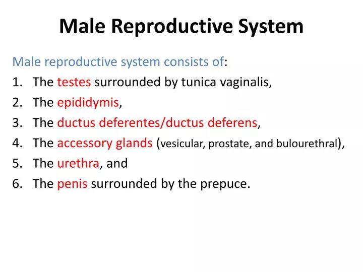 male reproductive system