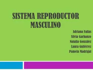 sistema reproductor masculino