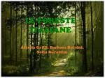 LE FORESTE ITALIANE - slide 1
