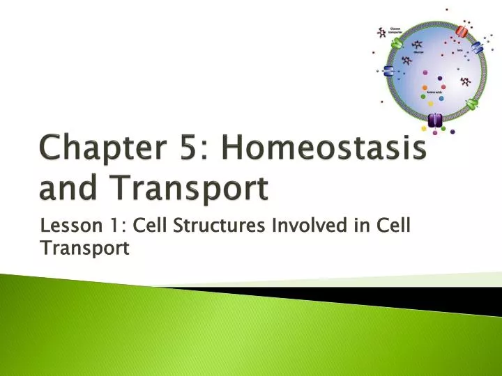 chapter 5 homeostasis and transport