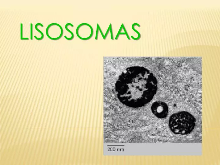 lisosomas