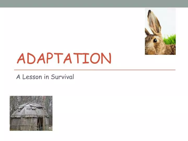 adaptation