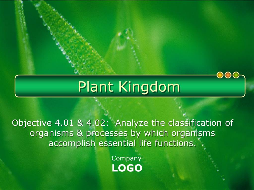 PPT - Plant Kingdom PowerPoint Presentation, free download - ID:2268265